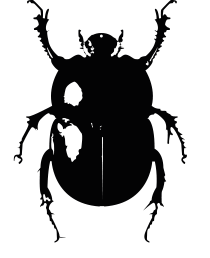 SCARABEO CAMP